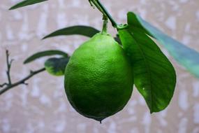 green lemon fruit and leaves on branch