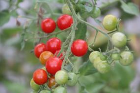 Tomatoes Cherry Tomato