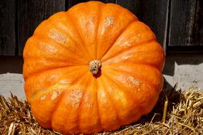 giant orange pumpkin on the hay