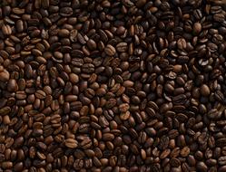 Texture of the beautiful, brown coffee beans of different shades