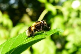 bee on a green leaf of a plant on a blurred background