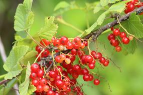 Currant Berry Nature