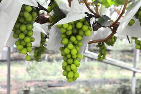 Beautiful harvest of the green grapes in the white packages