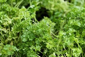 green Parsley Plant Spice