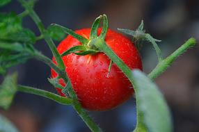 Tomatoes Red Vegetables