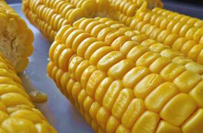 ripe corn on the table close up