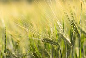 macro photo of Spike Wheat Cereals