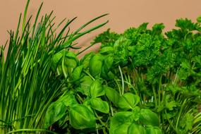 green herbs for cooking on a wall background