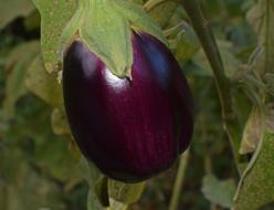 Close-up of the beautiful, shiny, violet, ripe eggplant with green leaves