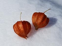 dry seeds lie in the snow in winter