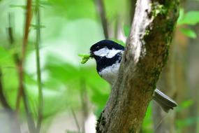 Natural Wild Animals Bird