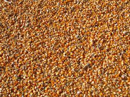 Indian Maize Corns