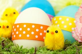 fluffy Chickens and colored eggs, traditional easter decoration