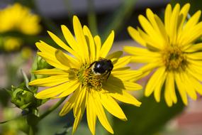 Insect Hummel on yellow Flowers