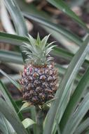 Pineapple Plant Nature