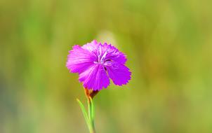 purple Flower Plant Petals