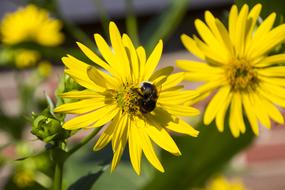 Hummel Insect on yellow Flowers