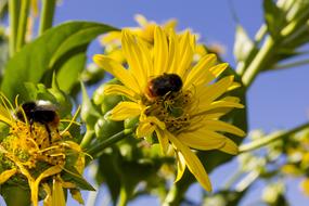 bumblebees collect nectar from yellow flowers