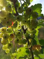 green berries on a bush on a blurred background