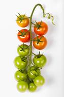 ripe and unripe Cherry Tomatoes on branch