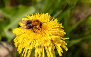 Hummel Bombus Dandelion Common