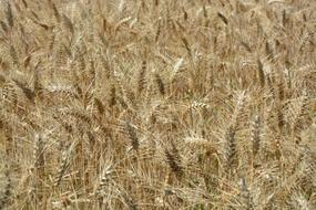 Wheats Fields Agriculture