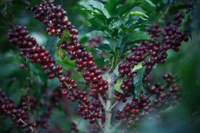 coffee beans on branches close up in blurred background