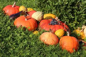 Colorful Autumnal Pumpkins