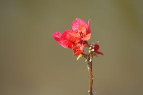 pink Nature Flower Plant