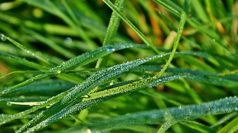 dew drops on green blades of grass in the meadow