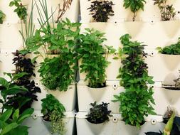 Close-up of the beautiful and colorful, growing herbs in the pots