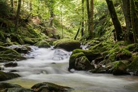 water stream in the forest in a blurry background