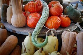 Pumpkin as a Autumn Food