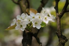 Nature Leaf Plum