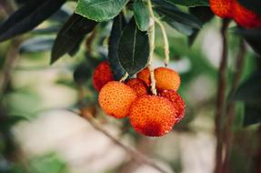 Strawberry Tree Fruits