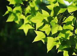 Leaf Nature Plant Kinds Of