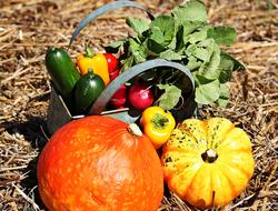 Thanksgiving Pumpkins Cucumbers at autumn