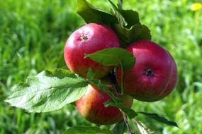 Fruit Food Leaf