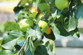 Apples Branch Fruits