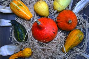 Beautiful still life with the colorful decorative pumpkins in the autumn