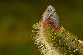 furry willow catkin, close-up