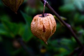 dry Leaf Fruit Food