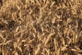 Wheat cereals Before Harvest Agriculture