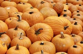 harvest of orange pumpkin close up