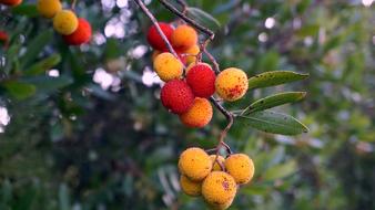 red and yellow Fruits at Nature Tree