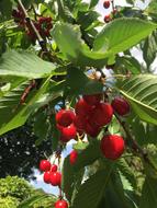 red ripe cherry on tree branches on a sunny day