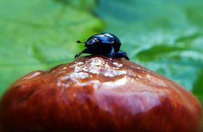 Close-up of the shiny, black forest beetle on the shiny, brown mushroom, near the green leaves