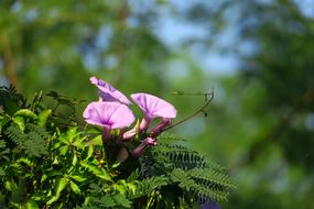 purple Flower Plants at Nature