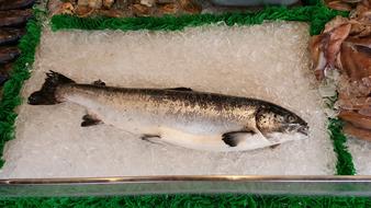 Salmon Whole Fish at Market