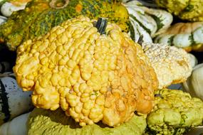 Pumpkin Gourd at Autumn